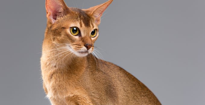 Activo Abyssinian