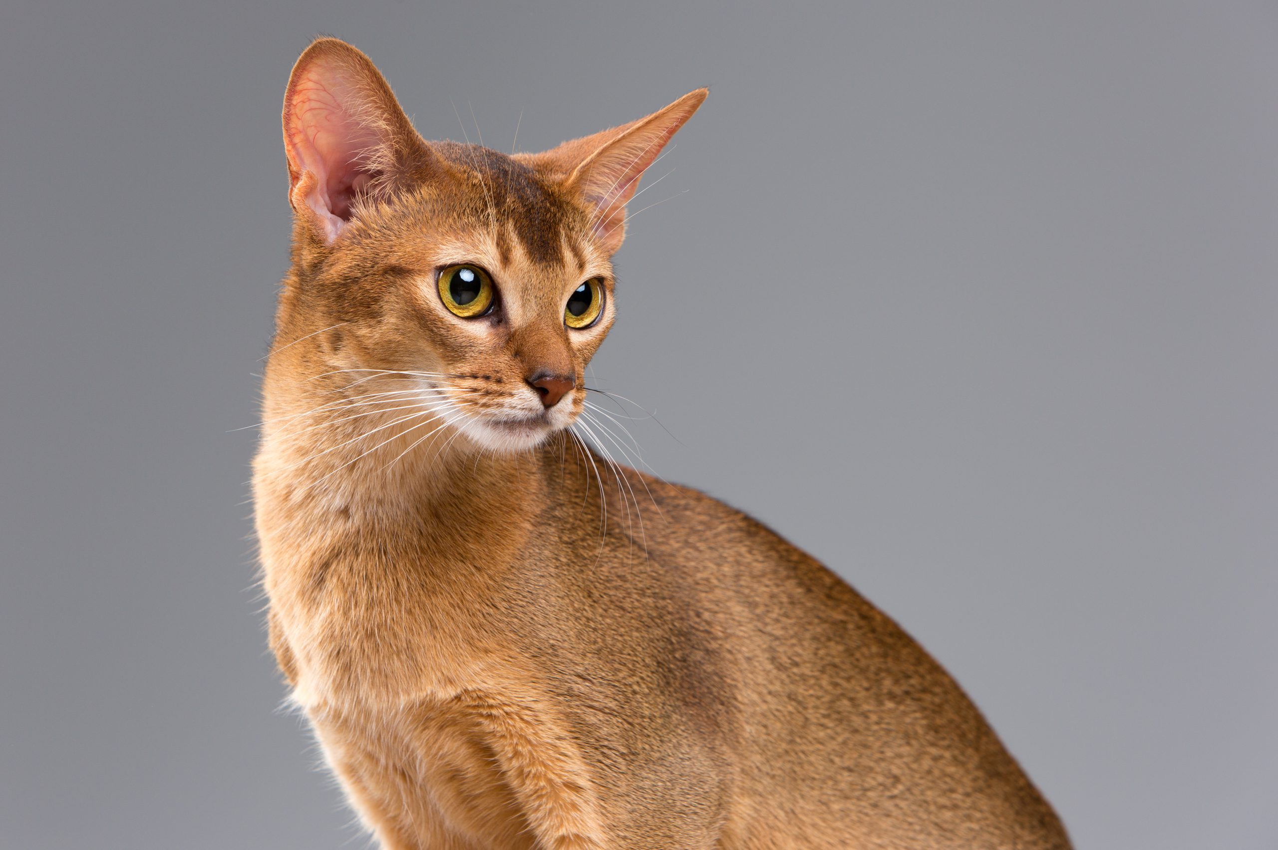 Activo Abyssinian